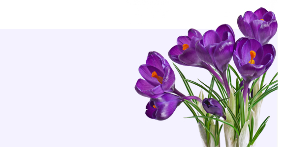 Farmers Saffron 06
