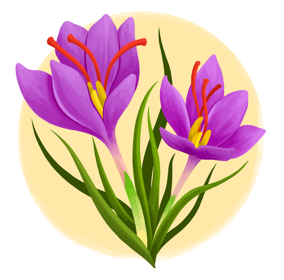 Farmers Saffron Photo1