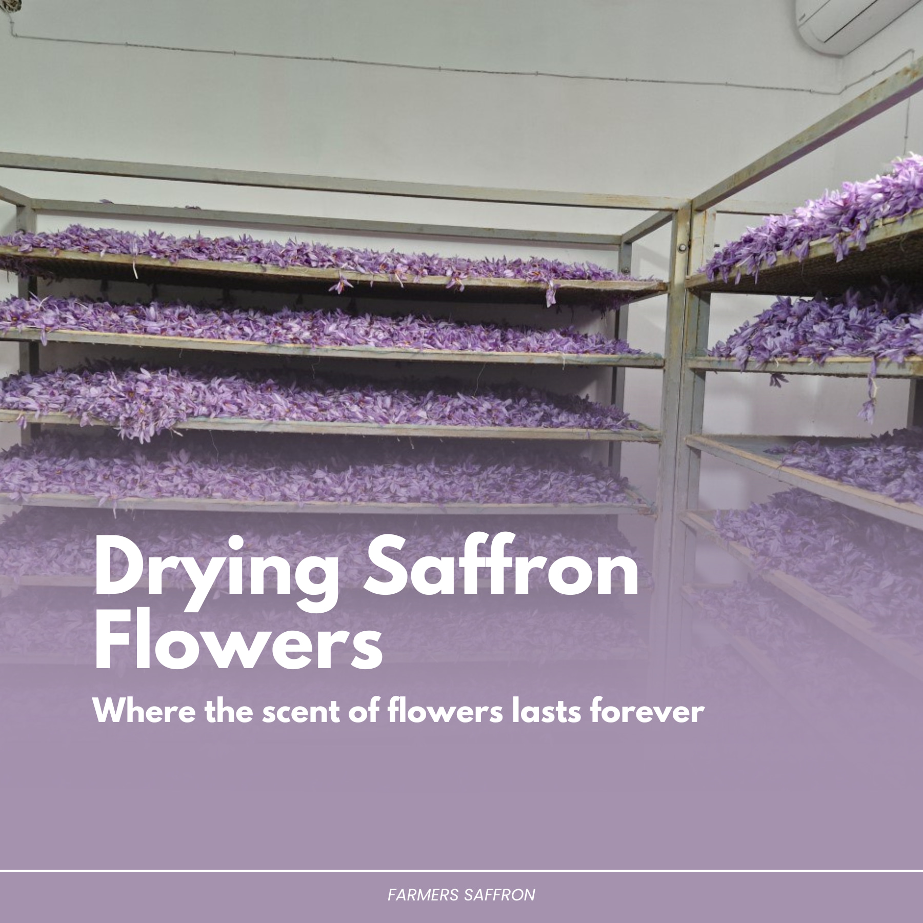 Saffron image slider